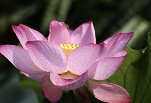 家庭观赏莲花如何选择品种？适合室内养护的莲花有哪些