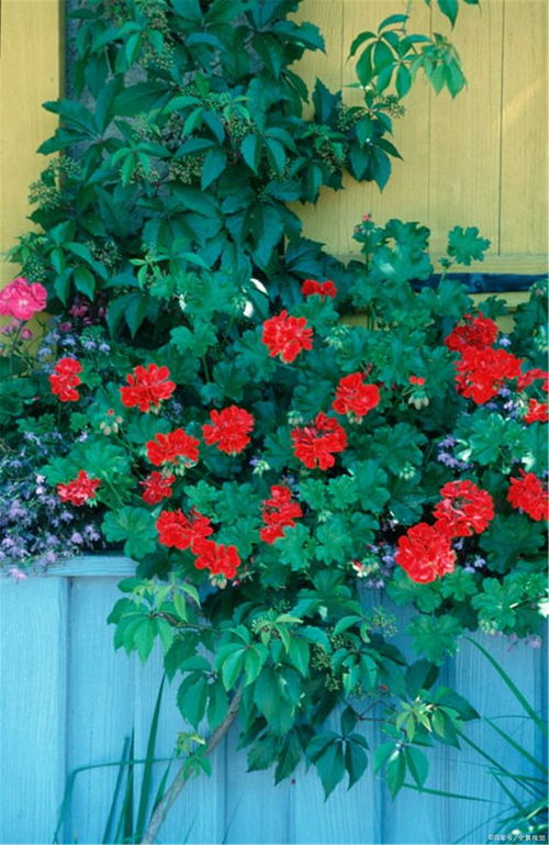 1. 天竺葵：五彩斑斓， 阳光下的美丽使者