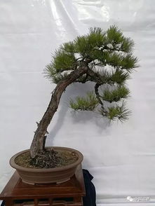 松树：不畏严寒，傲然挺立