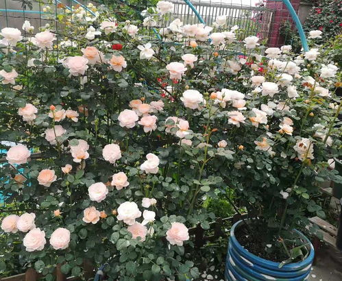 大苗小盆，小苗大盆