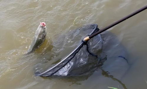 钓鲮鱼调漂正口，需掌握浮漂平衡技巧