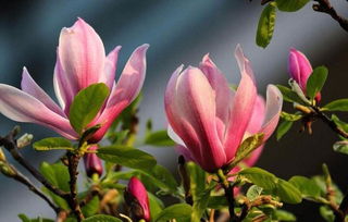 紫玉兰移栽，你准备好了吗？