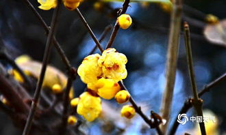 腊梅：冬日的芬芳使者
