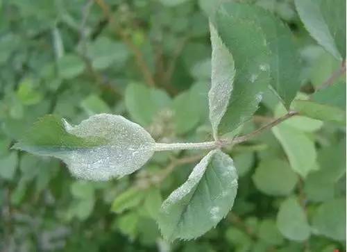 使用杀虫剂， 保护月季健康