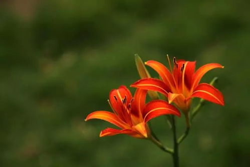 萱草种植那些事儿