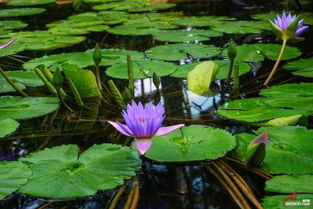 睡莲的美丽