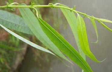 柳树皮煮水有哪些神奇功效？