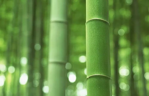 竹子冬天变黄，为何褪去翠绿