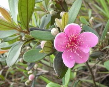 桃金娘种植园的科学管理之道