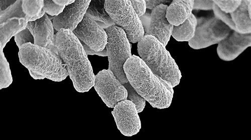 络菌腈：神奇的杀菌高手