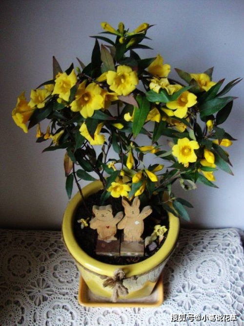 冬季种植玫瑰花要注意的事项