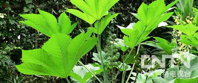 蓖麻种植那些事儿