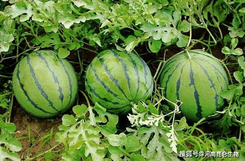 西瓜后来啊后除草剂还能用吗？揭秘实情