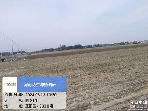 河南省花生种植面积广阔，是我国重要的花生产区之一