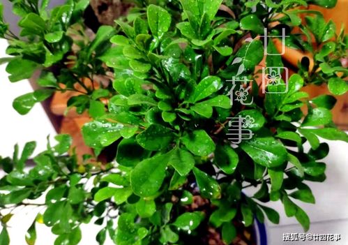筒月花叶掉落，为何如此脆弱