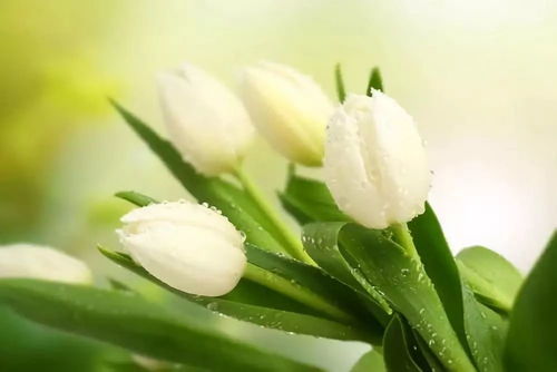 白郁金香的花语是美丽而纯洁，那么它是否象征着爱情的至高无上呢