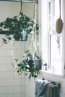 阳台花草的“四季常青”