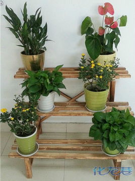 geng多耐寒花卉， 为办公室添彩