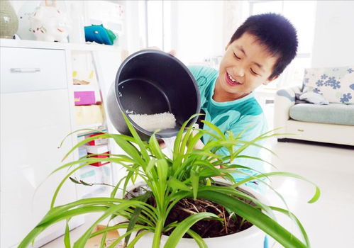 菊花茶可以浇花吗？这样用