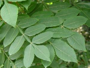 桂中丘陵红壤带，耐酸性强！