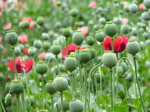 作物类型推荐：因地制宜