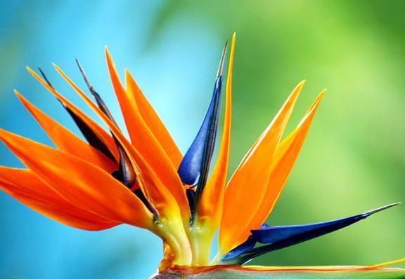 天堂鸟花与红美人兰花：开花的奥秘与养护差异