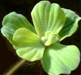 并蹄莲，多年生草本植物