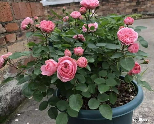 月季花老根处理秘籍，种植新手必堪！