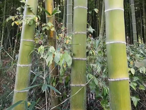 毛竹种子在什么季节播种最适宜，有什么具体播种方法
