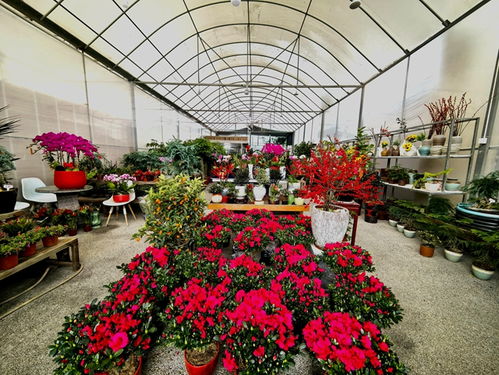 陈寨花卉市场， 花卉爱好者的天堂