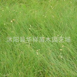 野牛草：生命力顽强的草籽