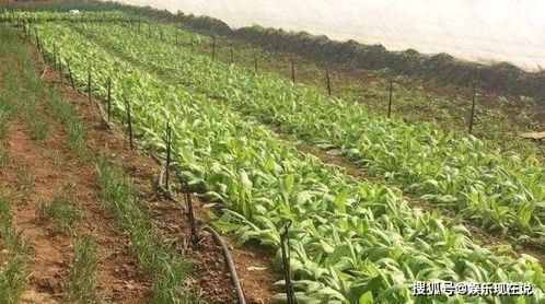 白花菜市场价格波动，产地遍布全国