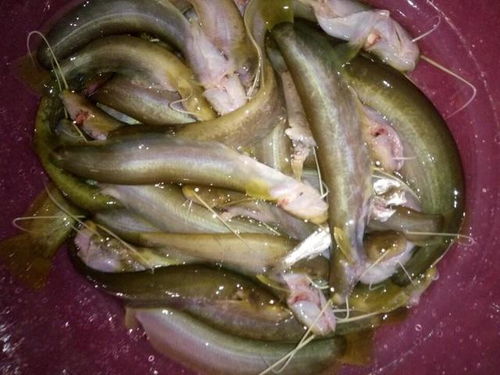 白化鲶鱼是一种遗传病态，表现为皮肤、眼睛和鳃部色素缺失