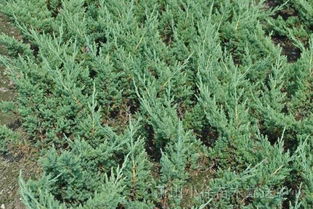 养护爬地柏的小技巧