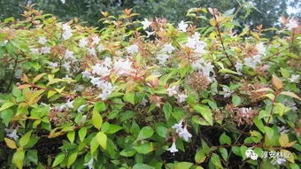 紫堇，高海拔的坚韧之花