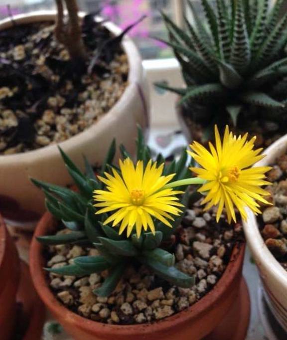 养花的酸甜苦辣