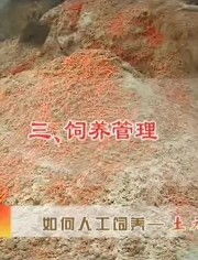 立体饲养土元，节省空间