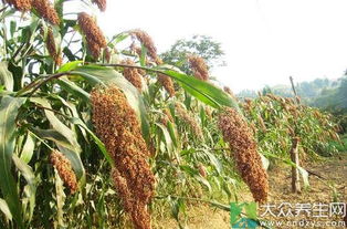 “在什么时间种植高粱最适宜？有哪些具体的高粱种植方法