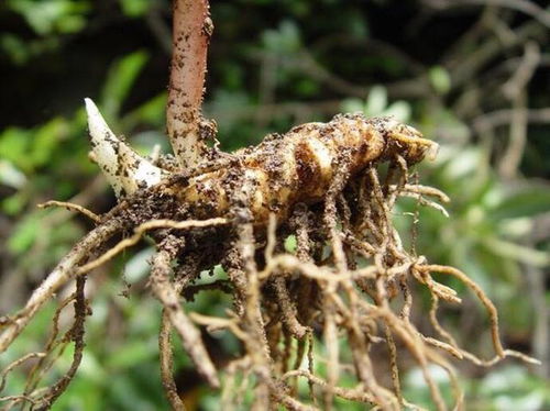 农药选择，讲究技巧