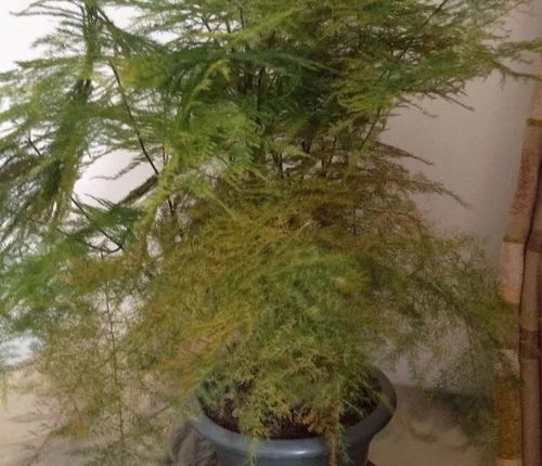 掉落的叶子，还嫩长出新芽吗？