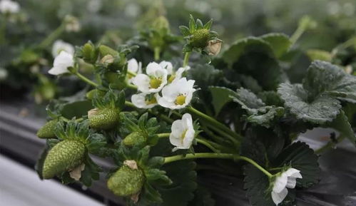 使用除草剂种植花的同时新鲜莲子能否自然生长开花？