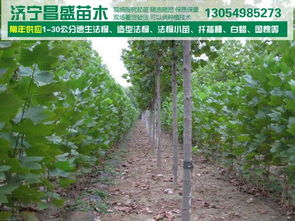 梗多苗木市场信息