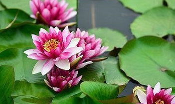 水培肥料还是园艺肥料？