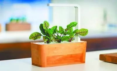 新手打造美丽小院，这些植物不Neng少