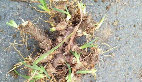 在药材山抢子树苗哪里买？