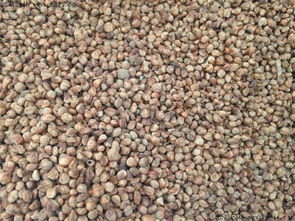 桧柏的传说与故事