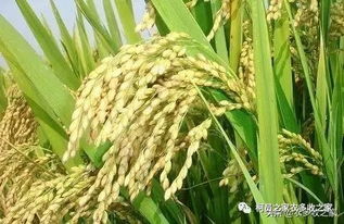 玉米幼苗期，要不要追肥？