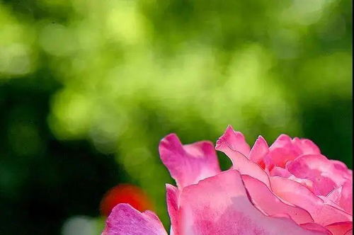 牵牛花语：故乡情牵，花开满园