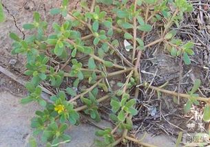 艾草的童年记忆