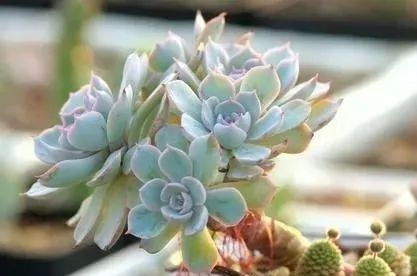 多肉植物浇水频率和技巧，如何根据不同品种和季节合理管理水分